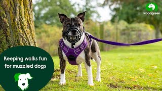 Keeping walks fun for muzzled dogs  Pet advice for dogs  Woodgreen Pets Charity [upl. by Buroker]