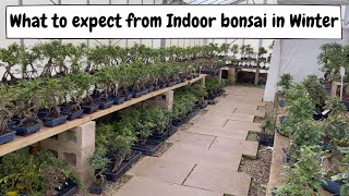 What to expect from indoor bonsai in winter [upl. by Lafleur]