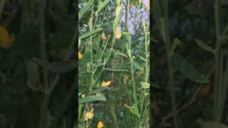 Crotalaria Juncea shorts youtubeshorts [upl. by Aitram853]