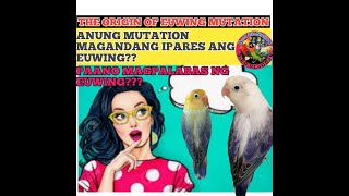 Origin of EUWING MUTATION HOW TO PRODUCE EUWING PAANO MAGPALABAS NG EUWING [upl. by Lemuel32]