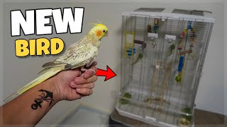 MY SURPRISE PET COCKATIEL BIRD [upl. by Julide]