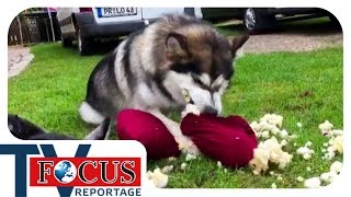 Problemhusky  Ein Fall für den Hundetrainer  Focus TV Reportage [upl. by Consolata118]