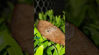 Meet the Coquí Puerto Ricos Famous Singing Frog  Wildlife Sounds amp Amphibians [upl. by Foote]