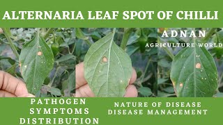 Alternaria Leaf Spot Of Chilli Pathogen  Symptoms Management  AGRICULTURE WORLD [upl. by Ayikan416]