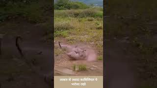 कैलियत कामयाब हो गई dog tiger [upl. by Leissam504]