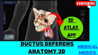 Ductus Deferens Anatomy  Vas Deferens Anatomy 3d  Abdomen and pelvis anatomy [upl. by Eahsan596]