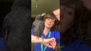 My dogs found an injured crow crow birds short [upl. by Oilerua]