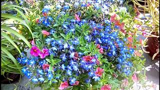 Lobelia and Calibrachoa mix  Container Gardening [upl. by Lysander]