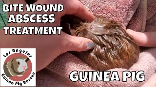 Guinea Pig Bite Wound Abscess Home Treatment [upl. by Names]