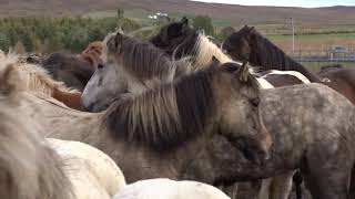 Pferdeabtrieb in Island 6 Auðkúlurétt 2018 [upl. by Matelda416]