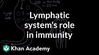 The lymphatic systems role in immunity  Lymphatic system physiology  NCLEXRN  Khan Academy [upl. by Ainoval]