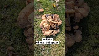 Meripilus giganteus 👀 mycology mushrooms fungi foraging nature ediblemushrooms [upl. by Gottuard]