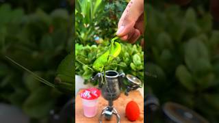 Protect your harvest with grasshopper tomato amp red soda recipes cooking grasshopper tomato diy [upl. by Nur]