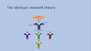 ASI and antiidiotypic antibodies [upl. by Sanborn]