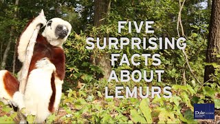 Five Surprising Lemur Facts from the Duke Lemur Center [upl. by Adraynek]