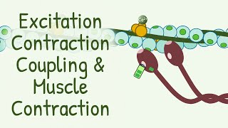 AWARD WINNING Animation Explaining Excitation Contraction Coupling amp Muscle Contraction [upl. by Duj534]