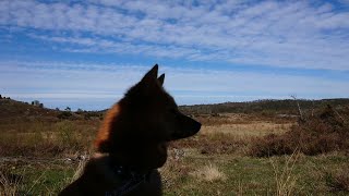 Finnish Spitz treks the Heather Moorland [upl. by Haiasi534]