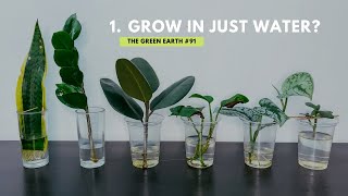 91 Top 6 Common Indoor Plants That Can Grow In Water  Grow Houseplants Without Soil [upl. by Ahsikrats772]