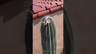 Pachycereus pringlei  Massive Cactus Tiny Flower SHORT [upl. by Grishilde511]