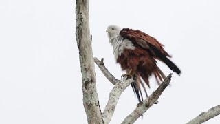 Brahminy Kite ruffling feathers looking around and flying off [upl. by Yerdna]