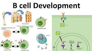 B cell development [upl. by Giulietta]