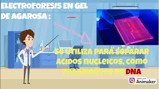 Separacion De Proteinas Cromatografia Electroforesis En Gel y Cristalografia De Rayos X [upl. by Anad]