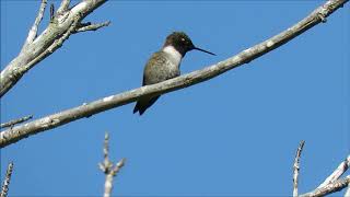 Blackchinned Hummingbird SloMo  SCBG  42119 [upl. by Ardnahcal361]