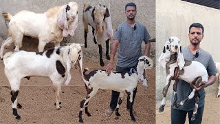 The Oldest Fast Trader Hyderabadi Goat Breeding Set Up Hyderabadi Goat Top Breed Line 9700101514 [upl. by Rocky396]