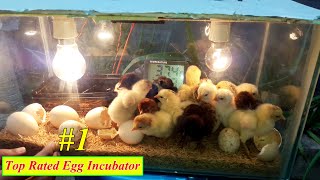 BEST Incubator for Chicken Eggs  Chicks Hatching in Glass Container Box  BIRDS PALACE [upl. by Berry]