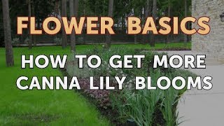 How to Get More Canna Lily Blooms [upl. by Aneladdam]