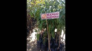 Bumili ako ng isang grafted Mango Namdokmai Zamboanga Boulevard worth of P300 🥭 Octuber 14 2024 [upl. by Arodoeht]