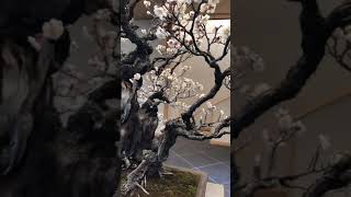 OMIYA BONSAI Prunus mune Japanese apricot 野梅 [upl. by Limaj]