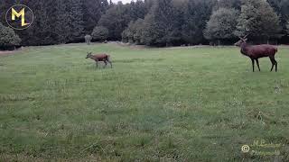 Le cerf et son harem de biches après le brame [upl. by Warford]