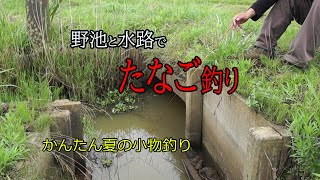 タナゴ釣り 夏は野池も水路もタナゴでいっぱい 【北浦・霞ヶ浦】 [upl. by Akirej436]