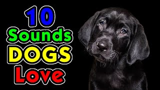 10 Sounds Dogs Love To Hear the Most [upl. by Iveel567]