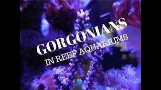 Gorgonians and Reef Aquariums Photosynthetic Type [upl. by Cindy651]