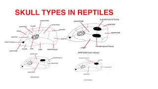 Skull types in Reptiles [upl. by Nosreve]