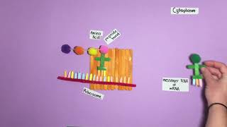 Polypeptide Synthesis Model [upl. by Nomrah543]