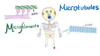 Microfilaments Microtubules and Intermediate filaments  Cytoskeleton  Anatomy and Physiology [upl. by Aridatha949]