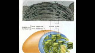 Plant Biology  Chloroplasts [upl. by Ahsetel]