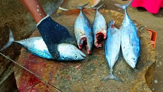 SoraiTuna Fish Cutting Skills  Fresh Fish Cutting Videos  CT 360🔪 [upl. by Lohman516]