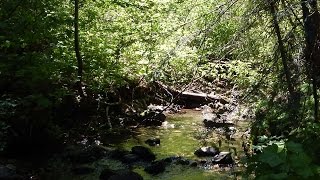 S4E1 Washington State Gold Mining Blewett Pass wth Pete [upl. by Ereynihc]