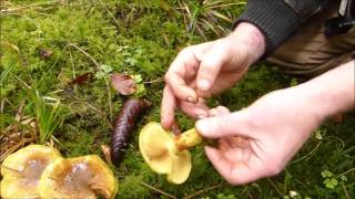 Schöngelber Klumpfuß Cortinarius splendens var meinhardii [upl. by Elram]