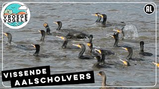 Groep aalscholvers is aan het vissen  Zelf Geschoten  Vroege Vogels [upl. by Timms]