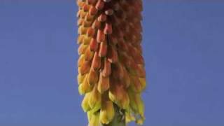 Kniphofia flower timelapse [upl. by Aramas]