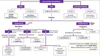 Gram Positive Bacteria Overview [upl. by Alekehs]