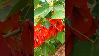 Coral tree  Erythrina cristagalli shortstrendingflowerstreefabaceaeredflower [upl. by Shadow]