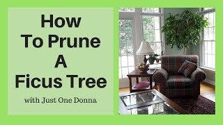 Prune Your Indoor Ficus Tree for Longterm Health and Growth [upl. by Khanna]