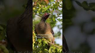 La Chachalaca una ave de los bosques selváticos de Tulum [upl. by Eniretak]