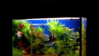 JBL Manado setup 112 L aquarium [upl. by Rosella]